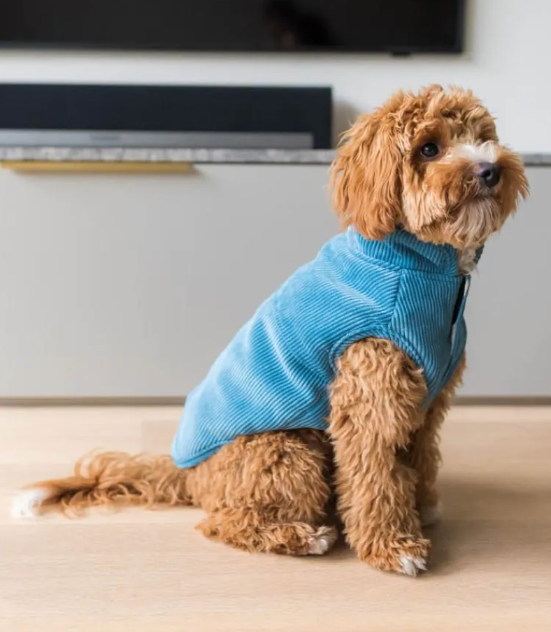 Life Corduroy Jacket French Blue