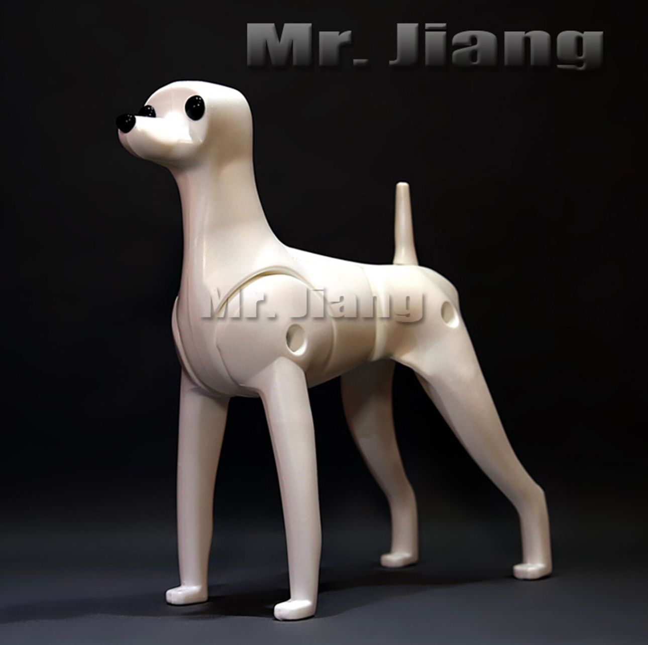 Model Dog - Teddy Body - Mr Jiang