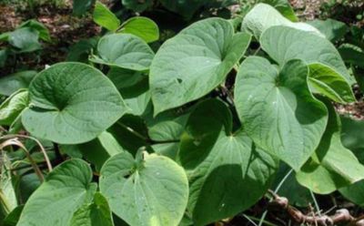 Kava