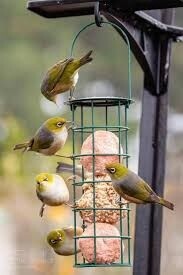 Topflite Wild Bird Truffle Feeder