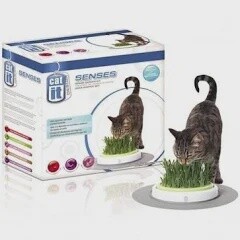 Cat It Senses - Grass Garden Kit
