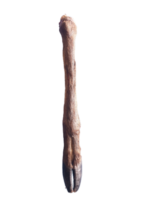 Back To Nature Deer Leg with Hoof