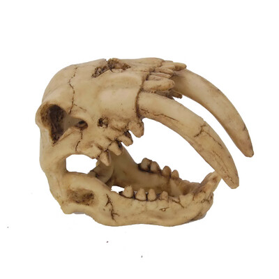 Tank Treasures Saber Tooth Tiger Skull