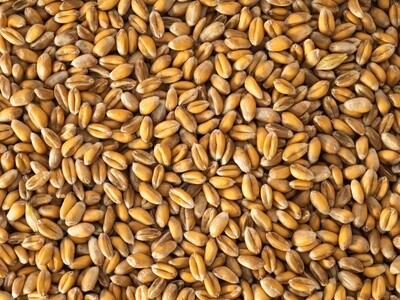 Topflite Poultry Wheat