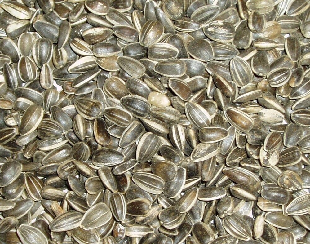Topflite Aviary Sunflower Seeds, Size: 1kg