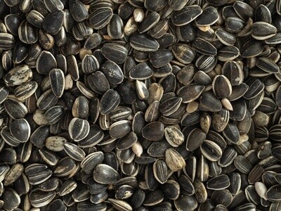 Topflite Aviary Sunflower Seeds