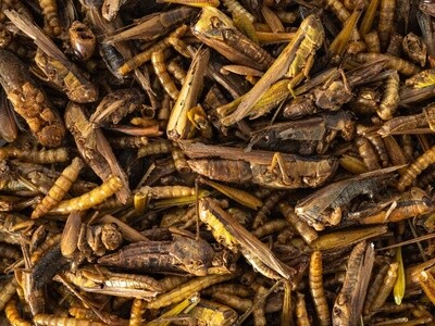 Topflite Wild Bird Insect Medley