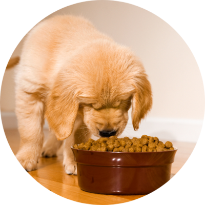 Dry Food