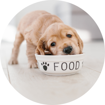 Bowls &amp; Feeding Equipment