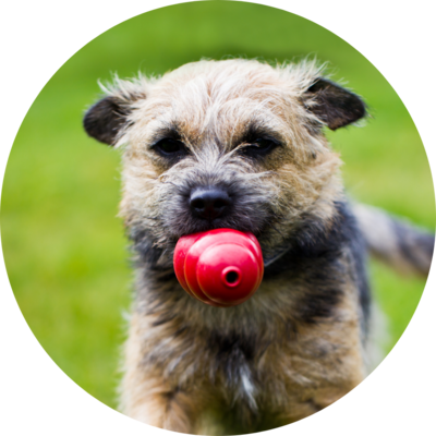 Dog Toys