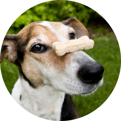 Dog Treats