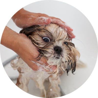 Grooming