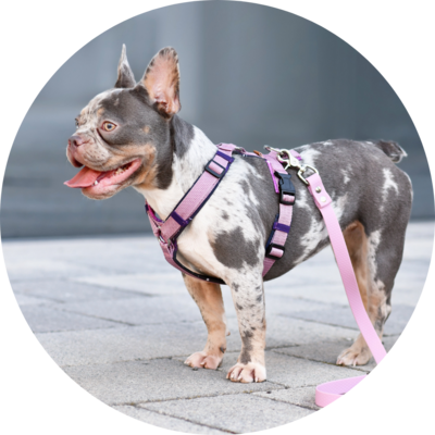 Harnesses
