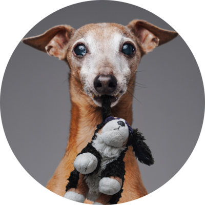Cuddly Toys