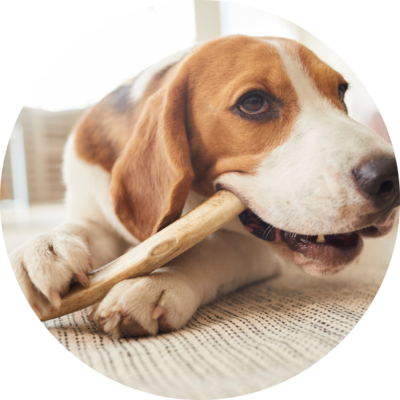 Dental, Chew &amp; Rope Toys