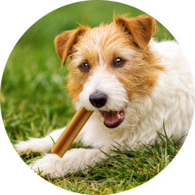 Dental Treats