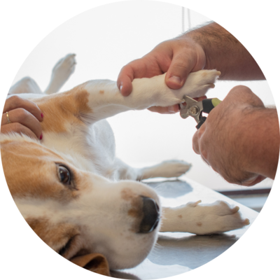 Ear &amp; Nail Care