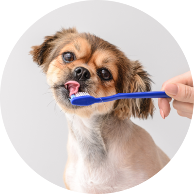 Dental Care
