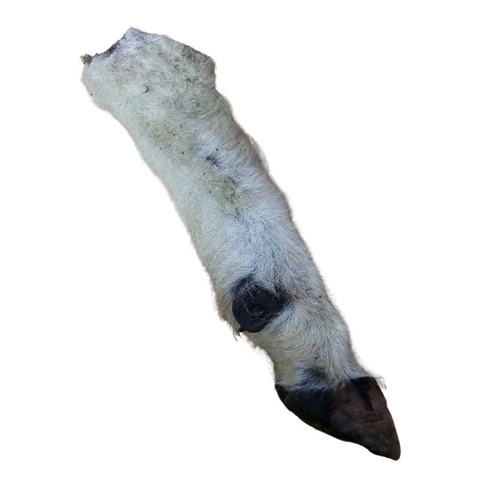 Sheep Legs (Wool on)
