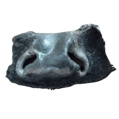 Cattle Snouts