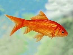Red Comet Goldfish