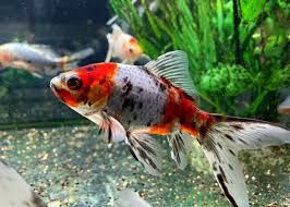 Shubunkin Goldfish - 3cm