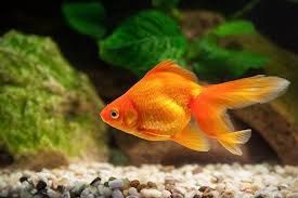 Nymph Goldfish - Mixed 4+cm