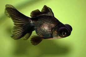Blackmoor Goldfish 3-4cm