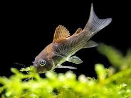Bronze Corydoras