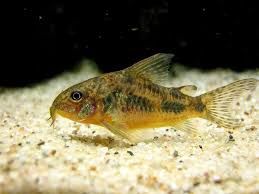 Peppered Corydoras