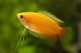 Golden Honey Dwarf Gourami
