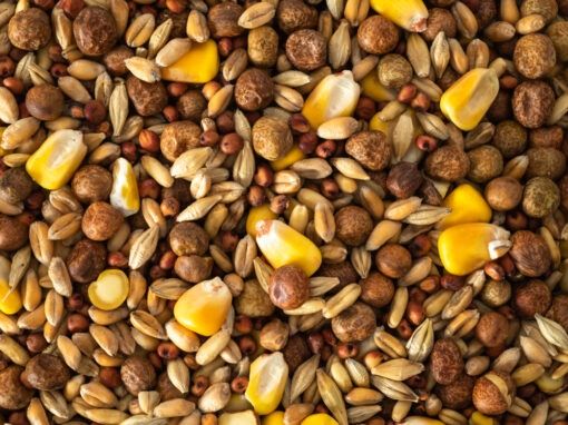 Topflite Aviary Pigeon Mix