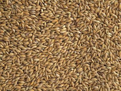 Topflite NZ Canary Seed