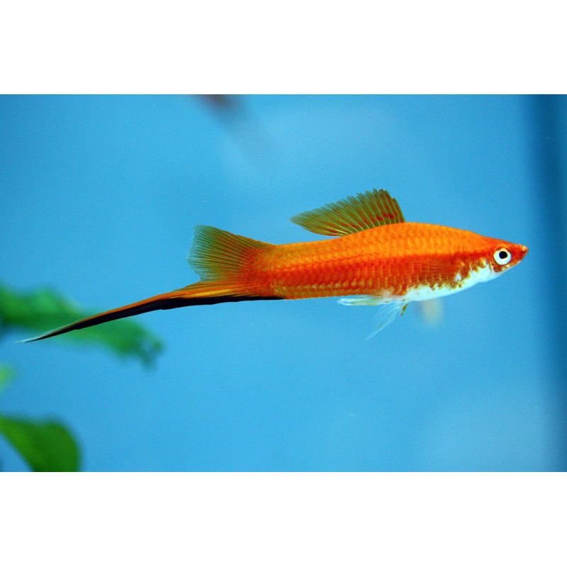 Swordtails - Assorted
