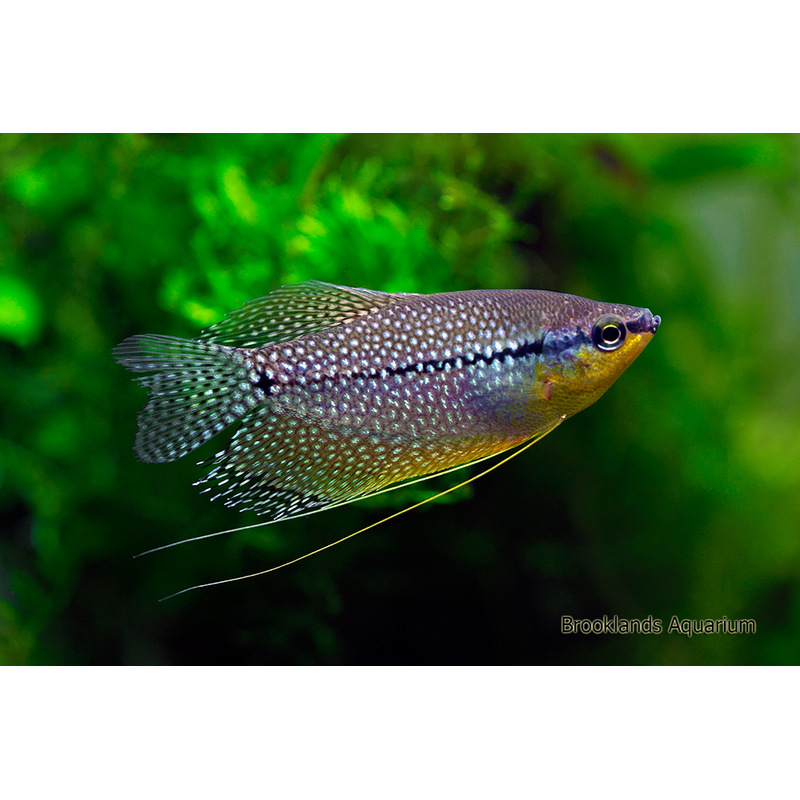 Pearl Gourami