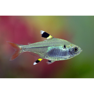 Pristella Tetra