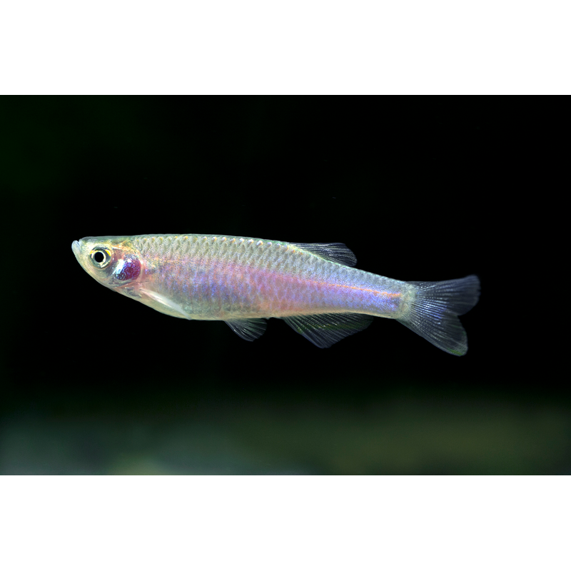 Pearl Danio
