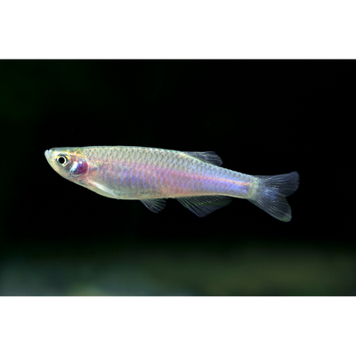 Pearl Danio