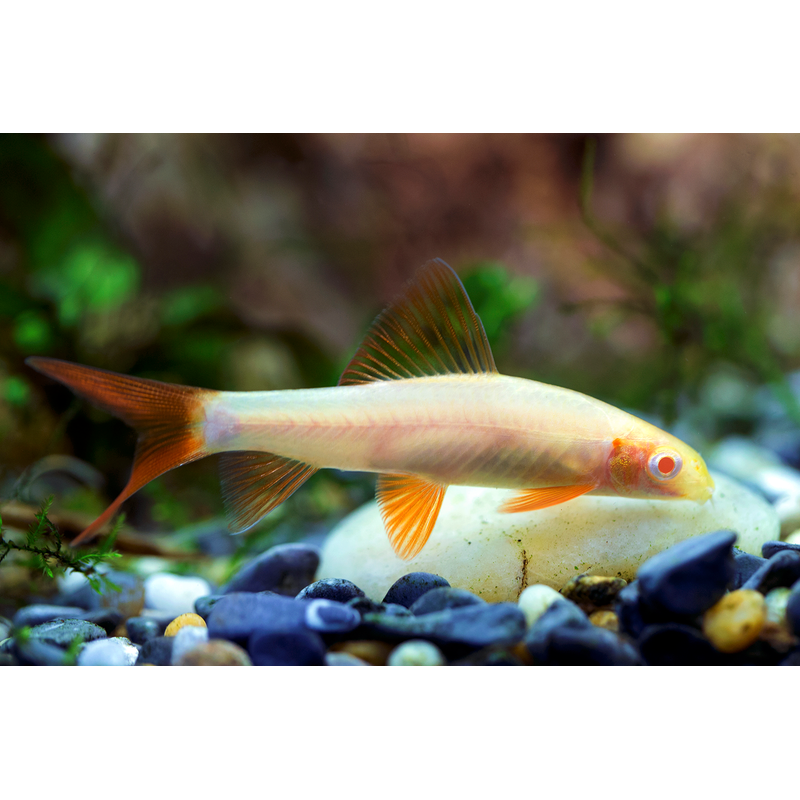 Gold Rainbow Shark