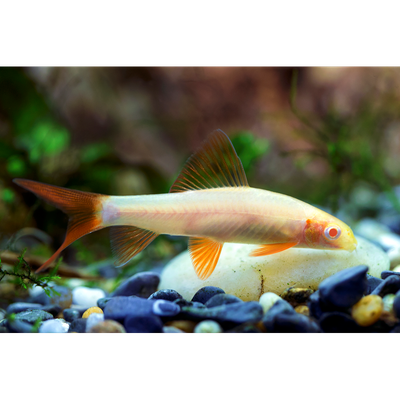 Gold Rainbow Shark