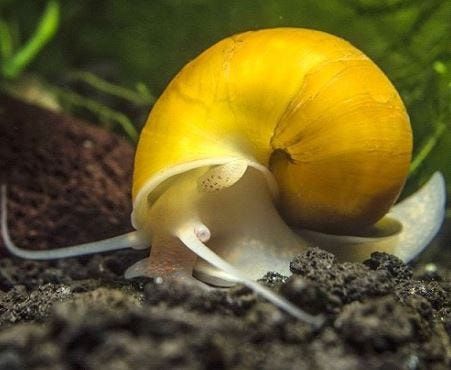 Snails