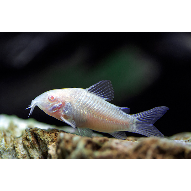 Albino Corydoras