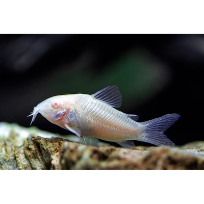 Albino Corydoras