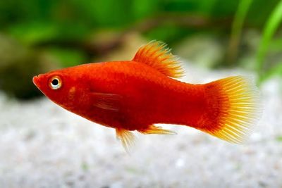Platy