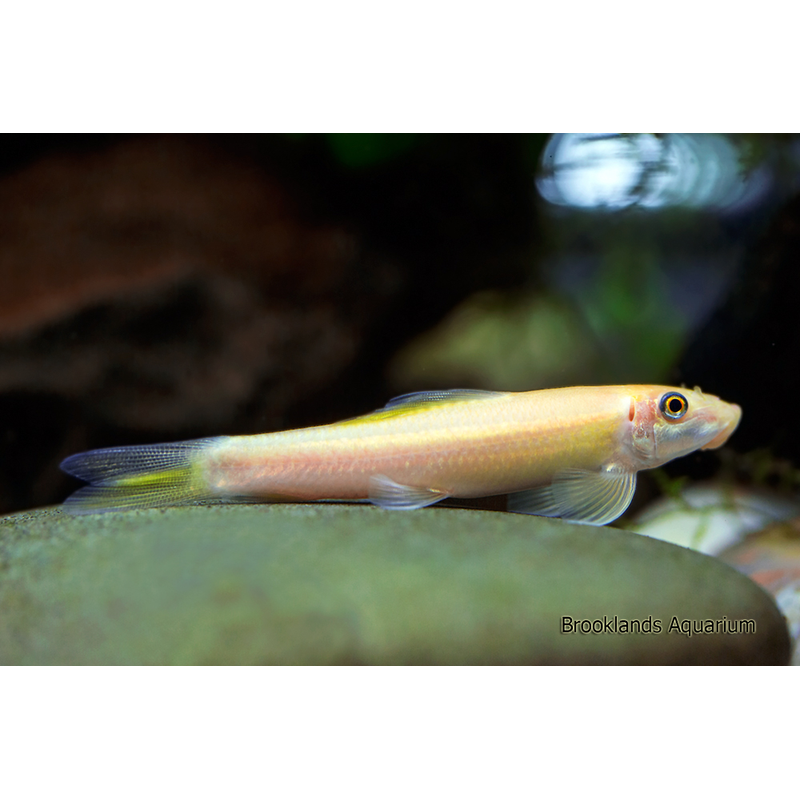 Golden Algae Eater