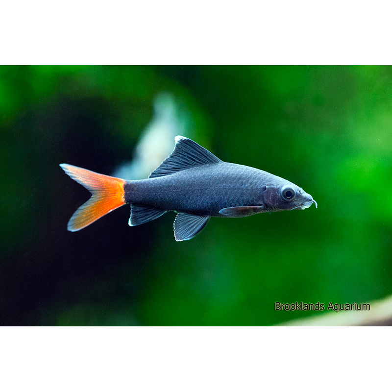 Redtail Shark