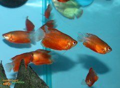 Red Robin Gourami