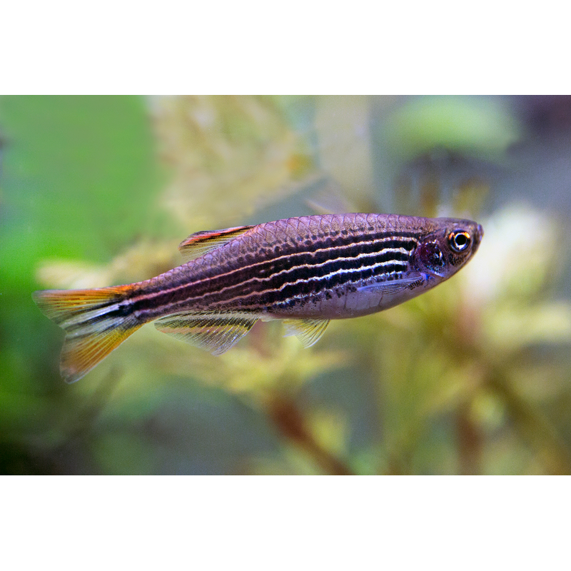 Kyathit Striped Danio