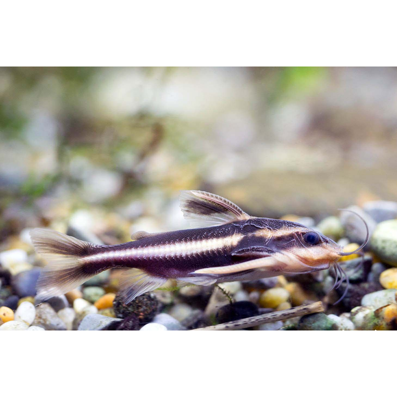 Chocolate Stripe Catfish