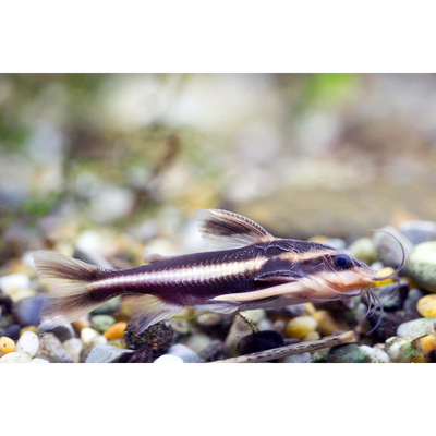 Chocolate Stripe Catfish